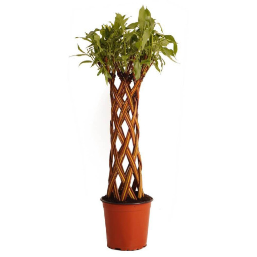 Saule tressé panaché (Salix alba x purpurea) en pot de 4L