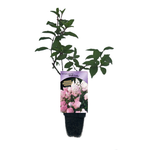 Hortensia paniculé 'Pink Lady', pot, 2L