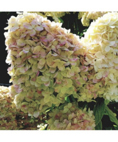 Hortensia paniculé 'PHANTOM', pot, 2L