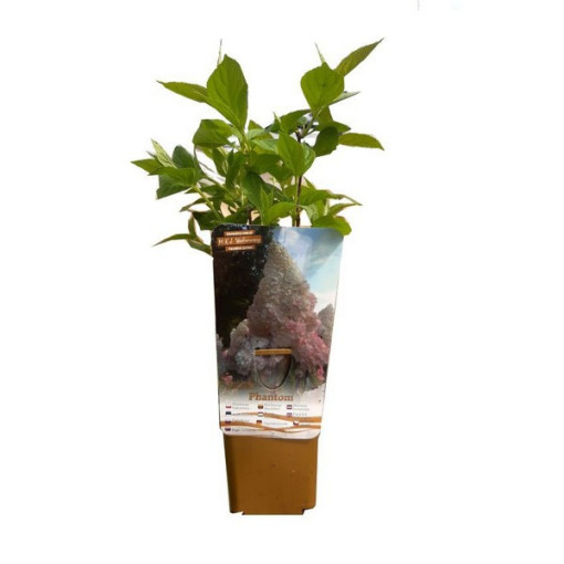 Hortensia paniculé 'PHANTOM', pot, 2L