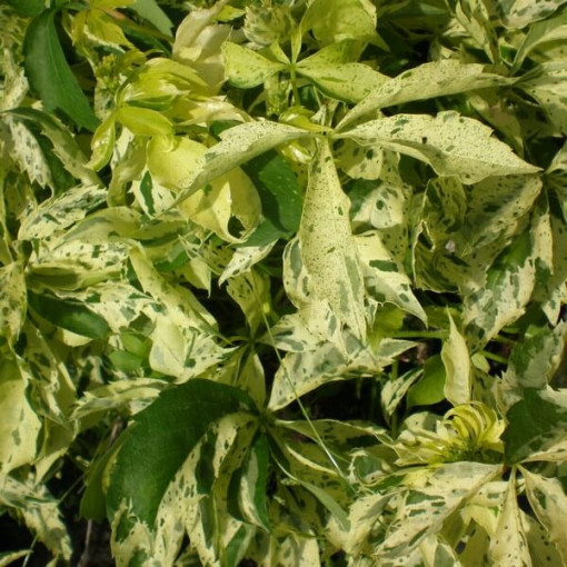 Vigne vierge Star Showers (à cinq lobes) pot, 4L