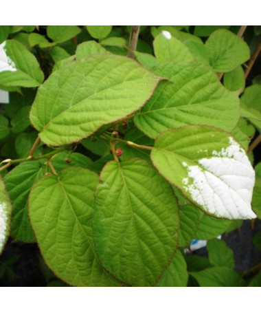 Kiwi Actinidia Pollinisateur Adam (Feuilles panachées) MÂLE, pot de 2L