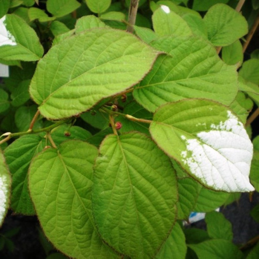 Kiwi Actinidia Pollinisateur Adam (Feuilles panachées) MÂLE, pot de 2L