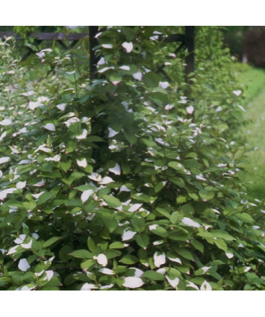 Kiwi Actinidia Pollinisateur Adam (Feuilles panachées) MÂLE, pot de 2L