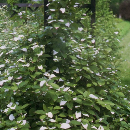 Kiwi Actinidia Pollinisateur Adam (Feuilles panachées) MÂLE, pot de 2L