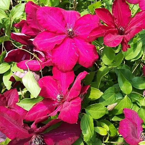Clematis Stefan Franczak poj. 4 L