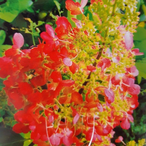 Hortensia paniculée 'Red Star' pot, 2L