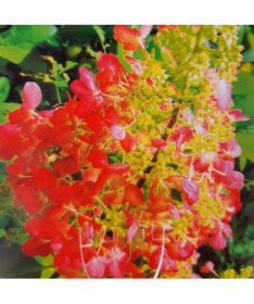 Hortensia paniculée 'Red Star' pot, 2L