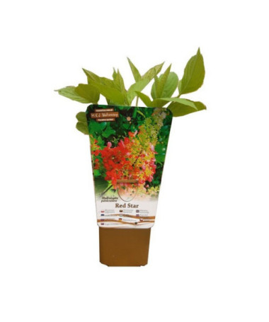 Hortensia paniculée 'Red Star' pot, 2L