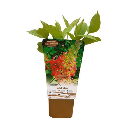 Hortensia paniculée 'Red Star' pot, 2L