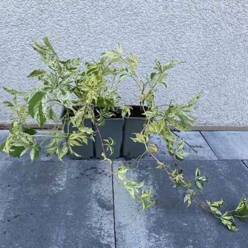 Vigne vierge Star Showers (à cinq lobes) pot, 4L