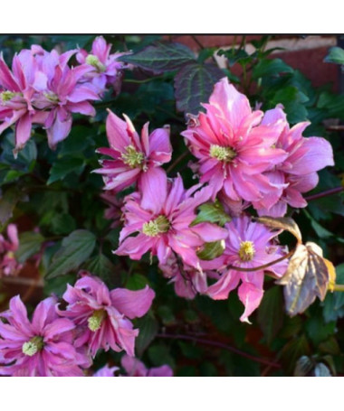 Clématite Montana 'Broughton Star' pot, 2L