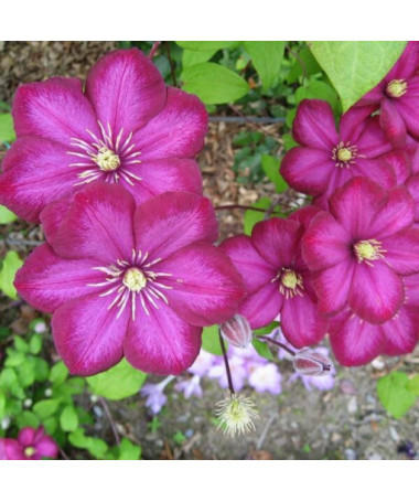 Clematis Ville de Lyon pot. 4L