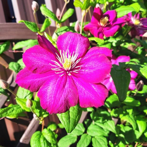 Clematis Ville de Lyon pot. 4L