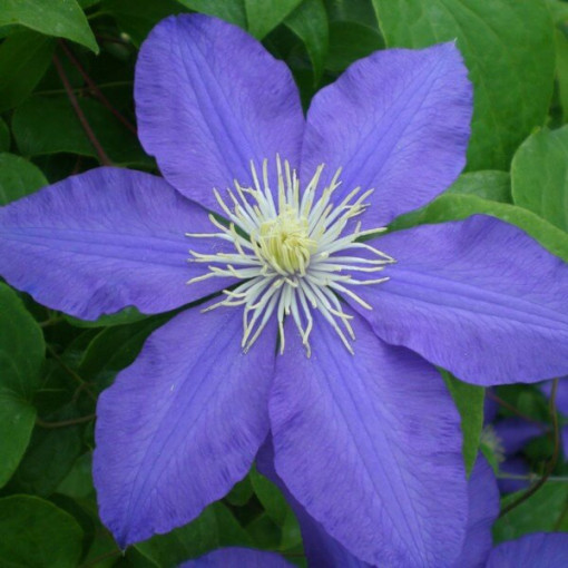 Clematis Lasurstern (à grandes fleurs) pot. 4L