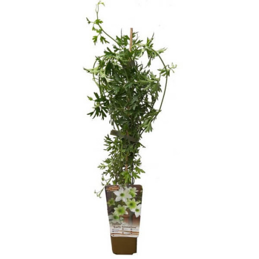 Clématite botanique Early Sensation pot. 4L