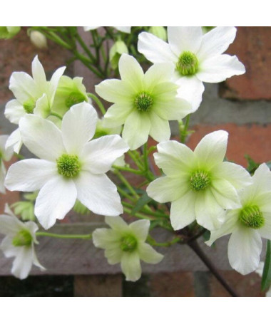 Clematite botanique Early Sensation, pot de 2L.