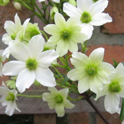 Clematite botanique Early Sensation, pot de 2L.