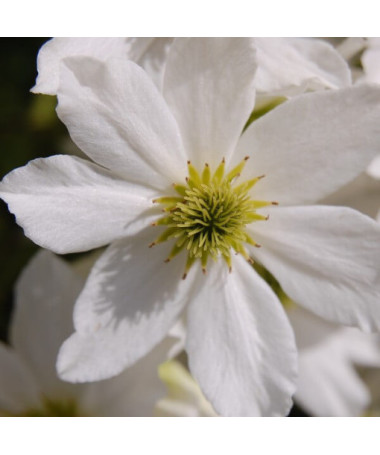 Clematite botanique Early Sensation, pot de 2L.