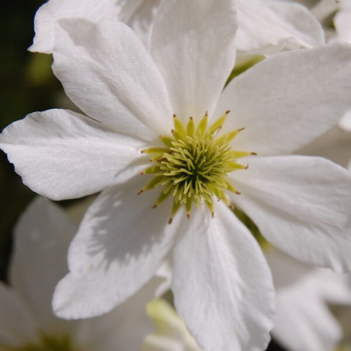 Clematite botanique Early Sensation, pot de 2L.