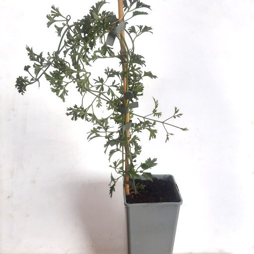 Clematite botanique Early Sensation, pot de 2L.