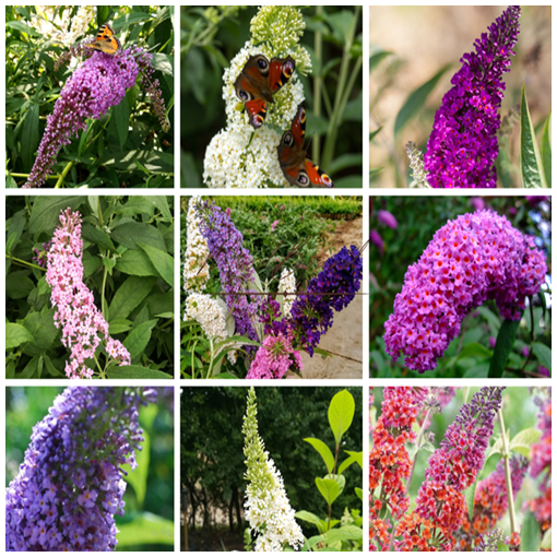 Ensemble de 3 pièces, MIX de Buddleias non étiquetés P9/C1