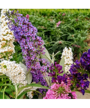 Ensemble de 3 pièces, MIX de Buddleias non étiquetés P9/C1