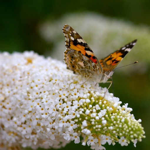 Ensemble de 3 pièces, MIX de Buddleias non étiquetés P9/C1