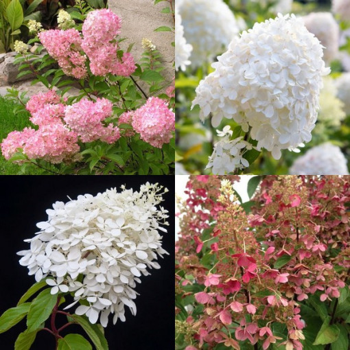 Ensemble de 3 plantes, MIX d'Hortensias étiquetées en pots de 2L.