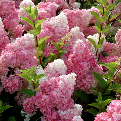 Ensemble de 3 plantes, MIX d'Hortensias étiquetées en pots de 2L.