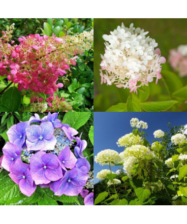 Ensemble de 3 pièces, MIX d'Hortensias (non étiqueté) en P9/C1
