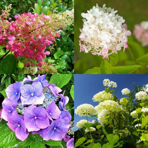 Ensemble de 3 pièces, MIX d'Hortensias (non étiqueté) en P9/C1