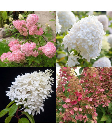 Ensemble de 3 pièces, MIX d'Hortensias (non étiqueté) en P9/C1