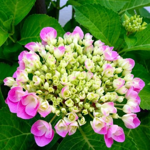 Ensemble de 3 pièces, MIX d'Hortensias (non étiqueté) en P9/C1