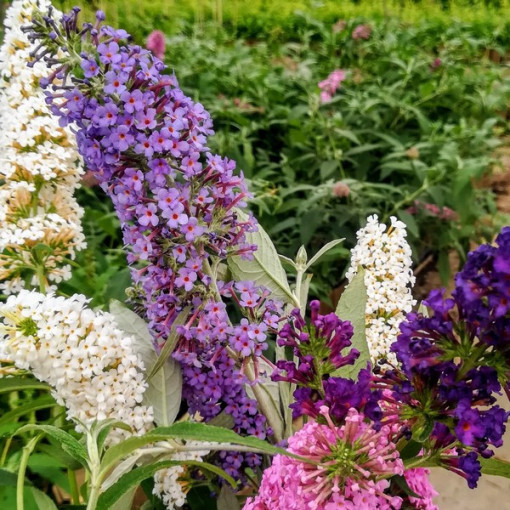Ensemble de 3 pièces, MIX de Buddleias non étiquetés 2L