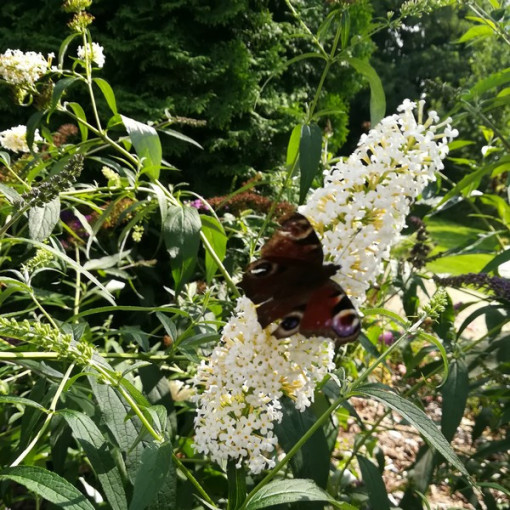 Ensemble de 3 pièces, MIX de Buddleias non étiquetés 2L