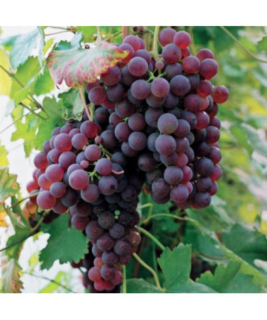 Vigne 'Suffolk Red', pot 2L