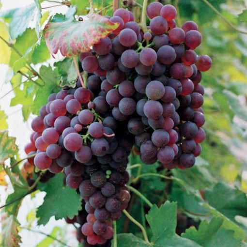 Vigne 'Suffolk Red', pot 2L