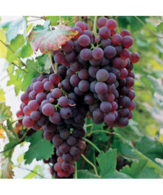 Vigne 'Suffolk Red', pot 2L