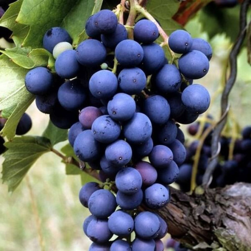 Vigne Marechal Foch, conteneur 2L