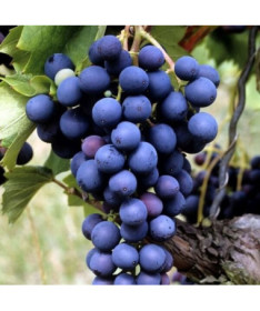 Vigne Marechal Foch, conteneur 2L