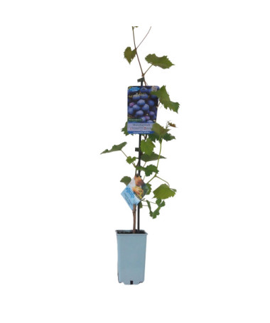 Vigne Marechal Foch, conteneur 2L