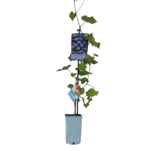 Vigne Marechal Foch, conteneur 2L