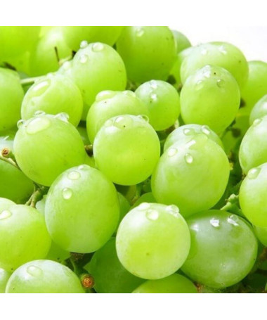 Vigne Solaris, conteneur 2L