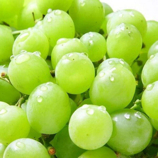 Vigne Solaris, conteneur 2L