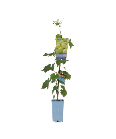 Vigne Solaris, conteneur 2L