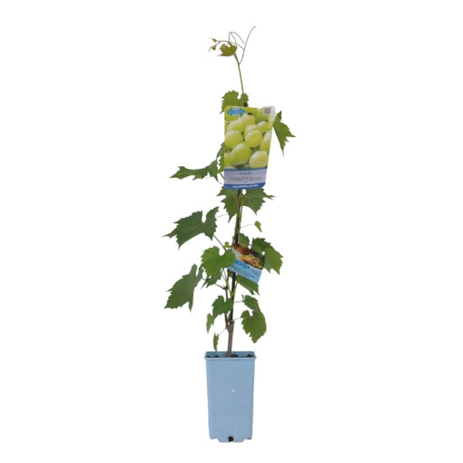 Vigne Solaris, conteneur 2L
