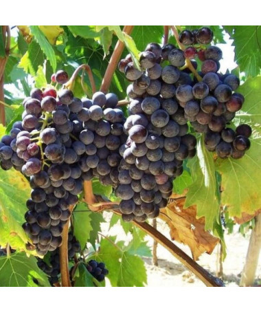 Vigne Boskoop Glory 2L