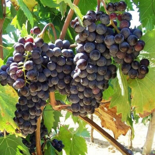 Vigne Boskoop Glory 2L