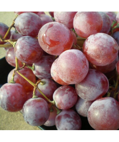 Vigne Swenson Red RÉSISTANTE AU FROID pot 2L